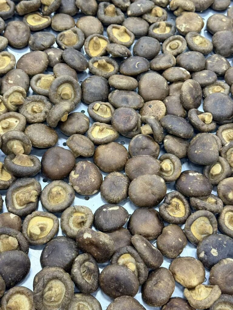 shiitake mushroom chips wholesale supplier