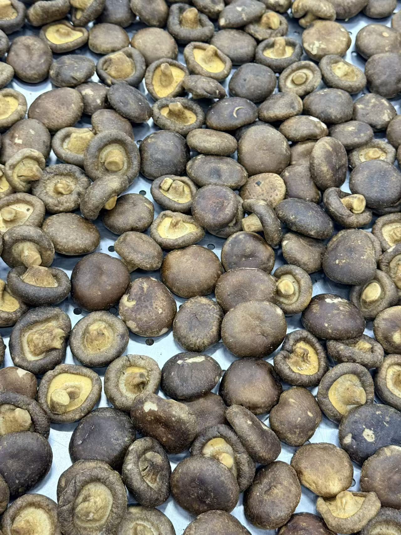 shiitake mushroom chips manufacturer